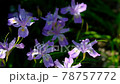 Beautiful Shaga Flower 78757772