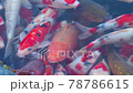 色んな模様の美しい錦鯉 78786615