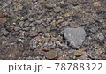 Waterside heart stone (heart-shaped stone) 78788322