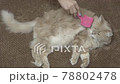 Hand scratching the fur on cat using brush 78802478
