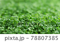 Sprout microgreens farming grow macro shot in greenhouse agriculture. 4k Ultra HD 78807385