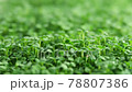 Sprout microgreens farming grow macro shot in greenhouse agriculture. 4k Ultra HD 78807386