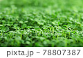 Sprout microgreens farming grow macro shot in greenhouse agriculture. 4k Ultra HD 78807387