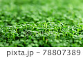 Sprout microgreens farming grow macro shot in greenhouse agriculture. 4k Ultra HD 78807389