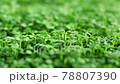 Sprout microgreens farming grow macro shot in greenhouse agriculture. 4k Ultra HD 78807390