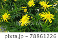 Slow motion of yellow Euryops chrysanthemoides flowers. Slow motion of yellow Euryops chrysanthemoides flowers. 78861226