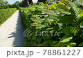 A gravel path in the castle park with green leaves fence, slow motion of leaves swaying in the wind. A gravel path in the castle park with green leaves fence, slow motion of leaves swaying in the wind. 78861227