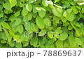 Full frame background with a natural fence of green leaves slow motion. A green leaves swaying in the wind. Full frame background with a natural fence of green leaves slow motion. A green leaves swaying in the wind. 78869637