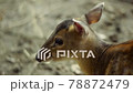 Young female of Chinese Muntjac Deer standing still but moving the ears. Detailed close up. Native of Asia it's considered an invasive species in Europe.	 78872479