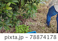 close-up of the hands of a farmer with many freshly harvested avocados 78874178