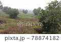 support shot in an avocado field on a rainy day 78874182