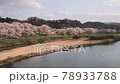 冰河堤櫻花樹...日本100個最佳櫻花景點 78933788