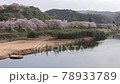 冰河堤櫻花樹...日本100個最佳櫻花景點 78933789
