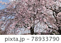 冰河堤櫻花樹...日本100個最佳櫻花景點 78933790