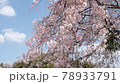 冰河堤櫻花樹...日本100個最佳櫻花景點 78933791