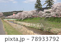 冰河堤櫻花樹...日本100個最佳櫻花景點 78933792