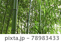 繁茂した竹林から光芒が差し込む 78983433