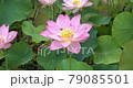 ハスの花 79085501