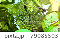 気泡 79085503