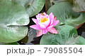 スイレンの花 79085504