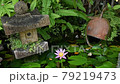 Waterlily purple lotus on a pond in the garden. 79219473
