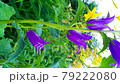 Lilac flower bells tall stem closeup vertical social media 4k footage. Blooming  blue bells plant grass garden background. Vibrant bells flowers nature beauty bright wallpaper in the wind. 79222080