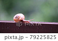 雨上がりに柵の上を移動するカタツムリ 79225825