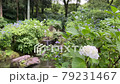 繡球花盛開的公園修復 79231467