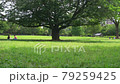 A big tree in the park. Idyllic holiday. Slow motion. Japanese landscape. 79259425