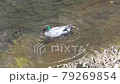 野鳥　ヨシガモ 79269854