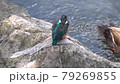 野鳥　カワセミ 79269855