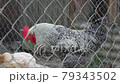 One black and white cock with red face walks around animal pen, keeping order on background of hens behind a fence made of metal mesh close up. Domestic bird on chicken farming. Outdoor. 79343502