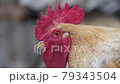 Close up face portrait of big beautiful white and brown cock with red head, yellow eyes and beak. One alone rooster stare at camera on blurred grey background. Outdoor view. 79343504