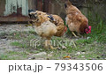 Beautiful big domestic brown hens pecks and forages green grass, look for worms, seeds in big country yard. Chickens walks, feeds near animal ranch close up outdoor. Free range poultry farming concept 79343506