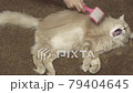 Hand scratching the fur on cat using brush 79404645