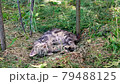 Funny kitten sleeping on grass in summer. 79488125
