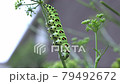 パセリにしがみつくキアゲハの幼虫のアオリ 79492672