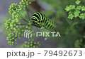 パセリにしがみつくキアゲハの幼虫の俯瞰 79492673