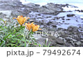 海辺の岩に咲くスカシユリ 79492674