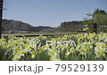 Narcissus at Kobuchi Station and Akita Inland Line 79529139