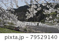 Anida cherry blossoms and Akita inland line 79529140