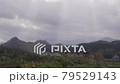 Akita inland line running in autumn pampas grass 79529143