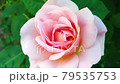 Rose flower closeup blooming gardening outdoor 4k footage. Light pink yellow rose flower fluttering in the wind nature flora. Big open bud flower close up video wallpaper. 79535753