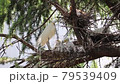 Great White Heron Family, Mother Bird and Baby Birds (Baby Birds) in the Nest, Great White Heron Habitat 79539409