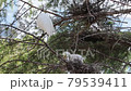 Great White Heron Family, Mother Bird and Baby Birds (Baby Birds) in the Nest, Great White Heron Habitat 79539411