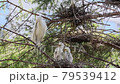 Great White Heron Family, Mother Bird and Baby Birds (Baby Birds) in the Nest, Great White Heron Habitat 79539412