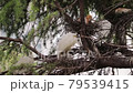 Great White Heron Family, Mother Bird and Baby Birds (Baby Birds) in the Nest, Great White Heron Habitat 79539415