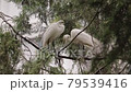 A pair of egrets building a nest on a tree, a view of the egret habitat 79539416