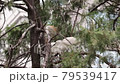 A pair of little egrets building a nest on a tree, a view of the egret habitat 79539417