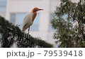 A egret sitting on a branch, egret habitat 79539418